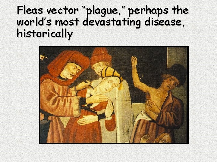 Fleas vector “plague, ” perhaps the world’s most devastating disease, historically 