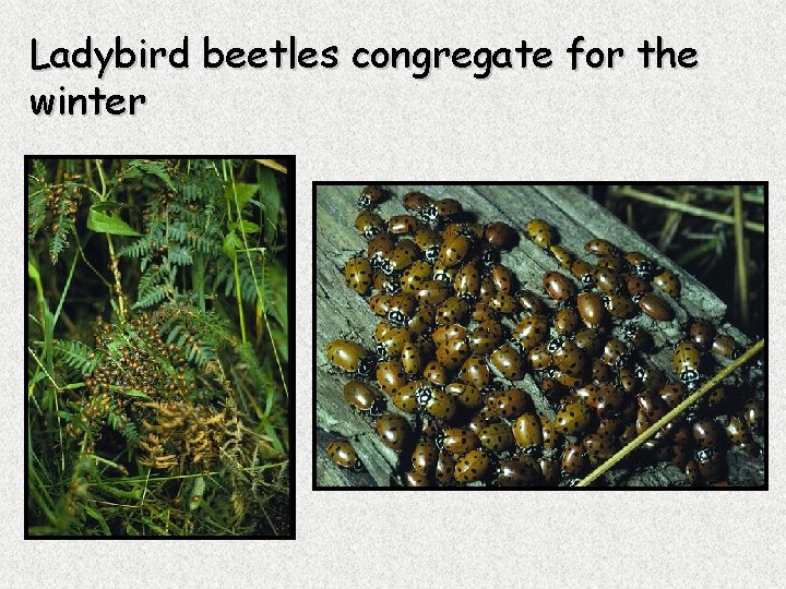 Ladybird beetles congregate for the winter 