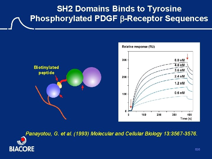SH 2 Domains Binds to Tyrosine Phosphorylated PDGF b-Receptor Sequences Biotinylated peptide GST-SH 2