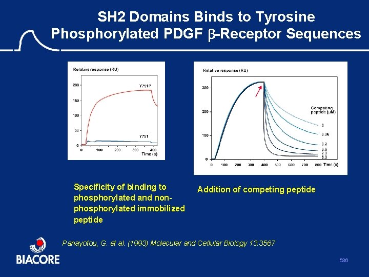 SH 2 Domains Binds to Tyrosine Phosphorylated PDGF b-Receptor Sequences Specificity of binding to