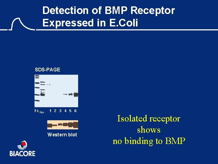 Detection of BMP Receptor Expressed in E. Coli SDS-PAGE Fr. App 1 2 3