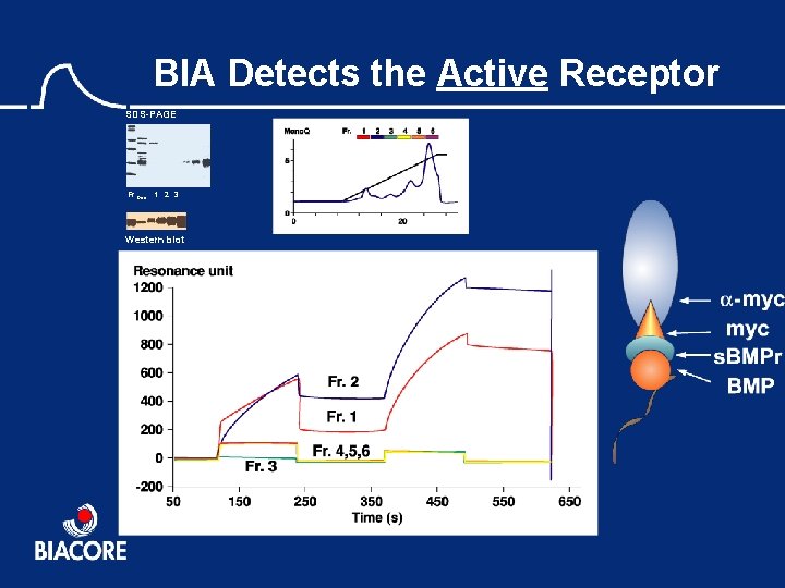 BIA Detects the Active Receptor SDS-PAGE Fr. App 1 2 3 4 5 6