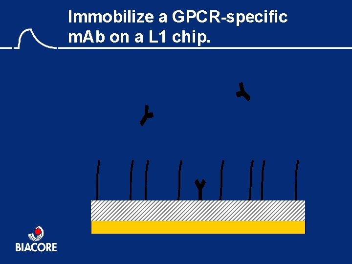 Immobilize a GPCR-specific m. Ab on a L 1 chip. 