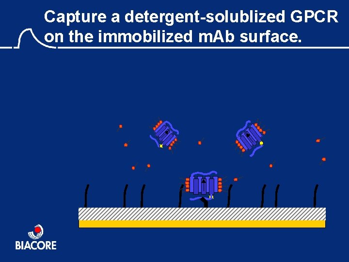 Capture a detergent-solublized GPCR on the immobilized m. Ab surface. 