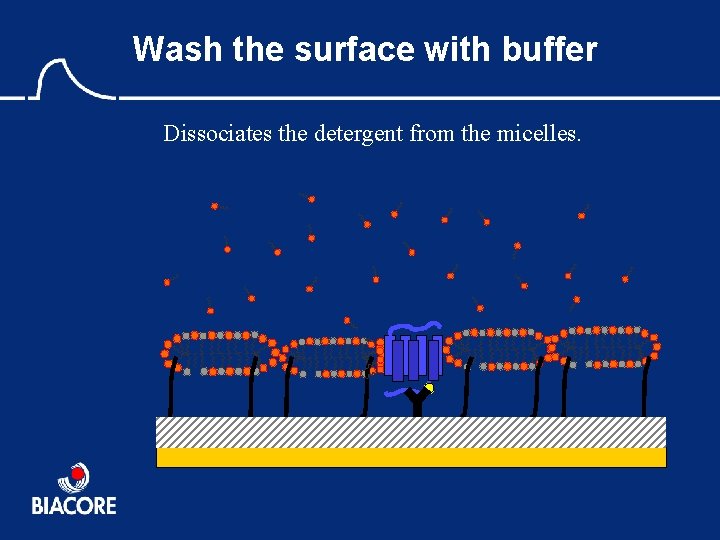 Wash the surface with buffer Dissociates the detergent from the micelles. 