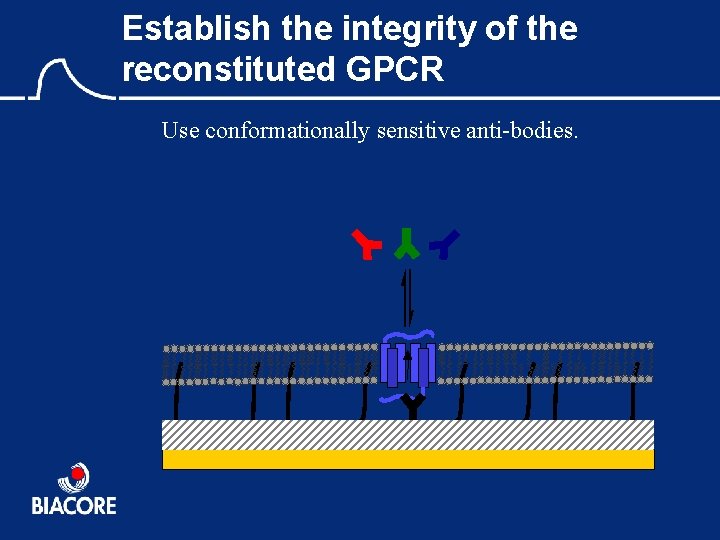 Establish the integrity of the reconstituted GPCR Use conformationally sensitive anti-bodies. 