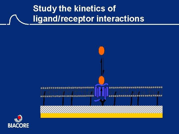 Study the kinetics of ligand/receptor interactions 