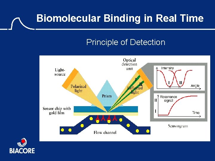 Biomolecular Binding in Real Time Principle of Detection 