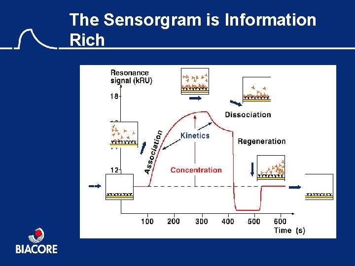 The Sensorgram is Information Rich 