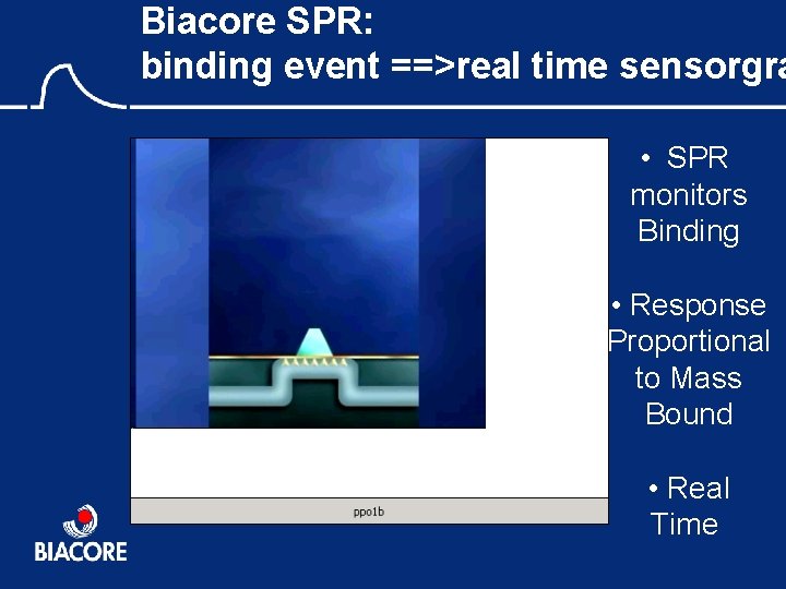 Biacore SPR: binding event ==>real time sensorgra • SPR monitors Binding • Response Proportional