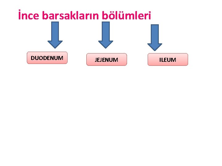 İnce barsakların bölümleri DUODENUM JEJENUM ILEUM 