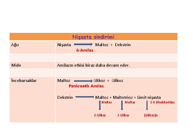 Nişasta sindirimi Ağız Nişasta Mide Amilazın etkisi biraz daha devam eder. İncebarsaklar Maltoz Glikoz