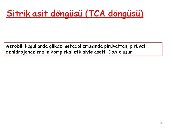 Sitrik asit döngüsü (TCA döngüsü) Aerobik koşullarda glikoz metabolizmasında pirüvattan, pirüvat dehidrojenaz enzim kompleksi