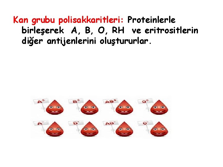 Kan grubu polisakkaritleri: Proteinlerle birleşerek A, B, O, RH ve eritrositlerin diğer antijenlerini oluştururlar.