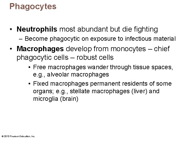 Phagocytes • Neutrophils most abundant but die fighting – Become phagocytic on exposure to