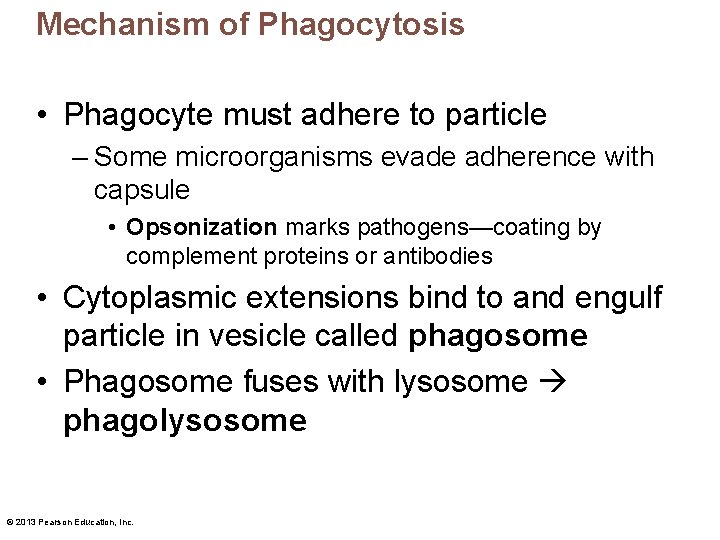 Mechanism of Phagocytosis • Phagocyte must adhere to particle – Some microorganisms evade adherence