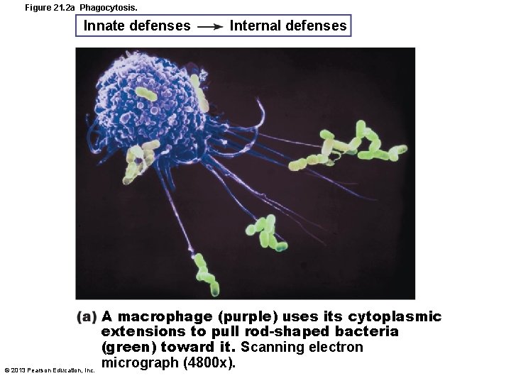 Figure 21. 2 a Phagocytosis. Innate defenses © 2013 Pearson Education, Inc. Internal defenses