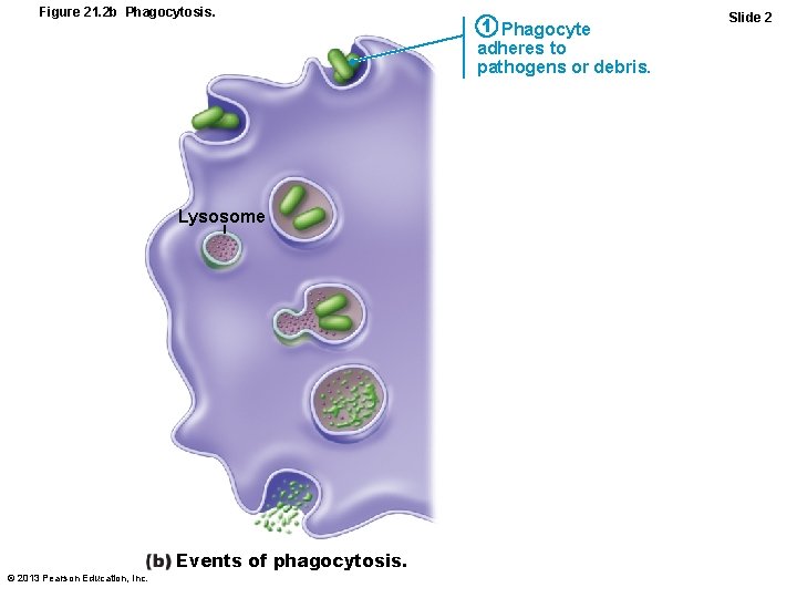 Figure 21. 2 b Phagocytosis. Lysosome © 2013 Pearson Education, Inc. Events of phagocytosis.