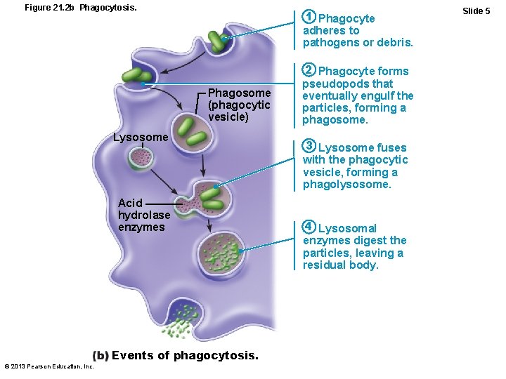 Figure 21. 2 b Phagocytosis. 1 Phagocyte adheres to pathogens or debris. Phagosome (phagocytic