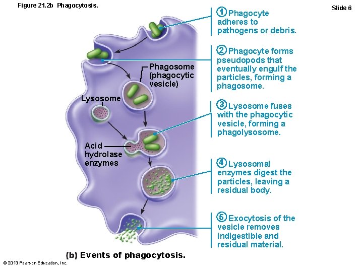Figure 21. 2 b Phagocytosis. 1 Phagocyte adheres to pathogens or debris. Phagosome (phagocytic