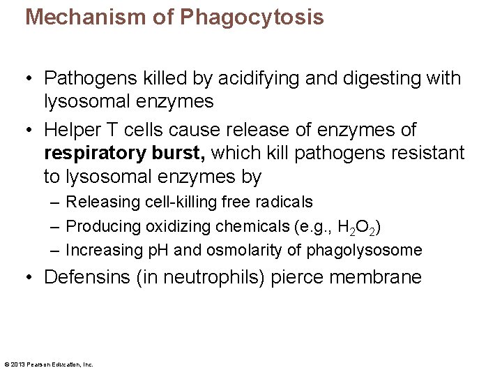 Mechanism of Phagocytosis • Pathogens killed by acidifying and digesting with lysosomal enzymes •