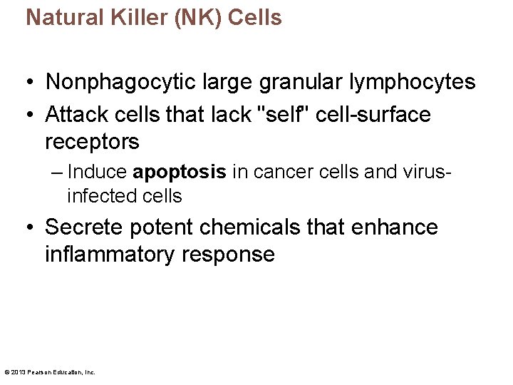 Natural Killer (NK) Cells • Nonphagocytic large granular lymphocytes • Attack cells that lack