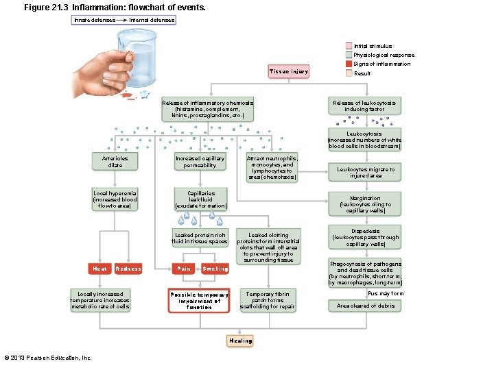 Figure 21. 3 Inflammation: flowchart of events. Innate defenses Internal defenses Initial stimulus Physiological