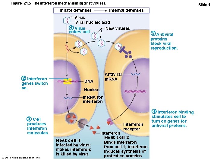 Figure 21. 5 The interferon mechanism against viruses. Innate defenses Slide 1 Internal defenses
