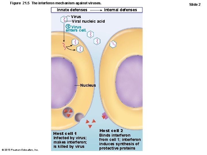 Figure 21. 5 The interferon mechanism against viruses. Innate defenses Slide 2 Internal defenses