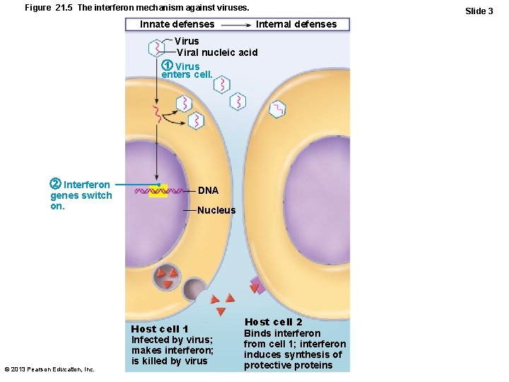 Figure 21. 5 The interferon mechanism against viruses. Innate defenses Slide 3 Internal defenses