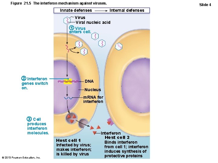 Figure 21. 5 The interferon mechanism against viruses. Innate defenses Slide 4 Internal defenses