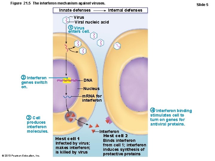 Figure 21. 5 The interferon mechanism against viruses. Innate defenses Slide 5 Internal defenses