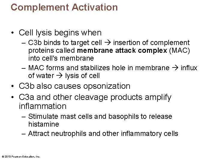 Complement Activation • Cell lysis begins when – C 3 b binds to target