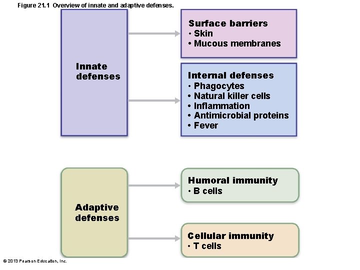 Figure 21. 1 Overview of innate and adaptive defenses. Surface barriers • Skin •