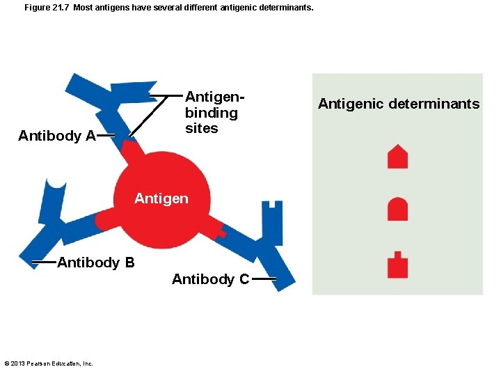 Figure 21. 7 Most antigens have several different antigenic determinants. Antigenbinding sites Antibody A