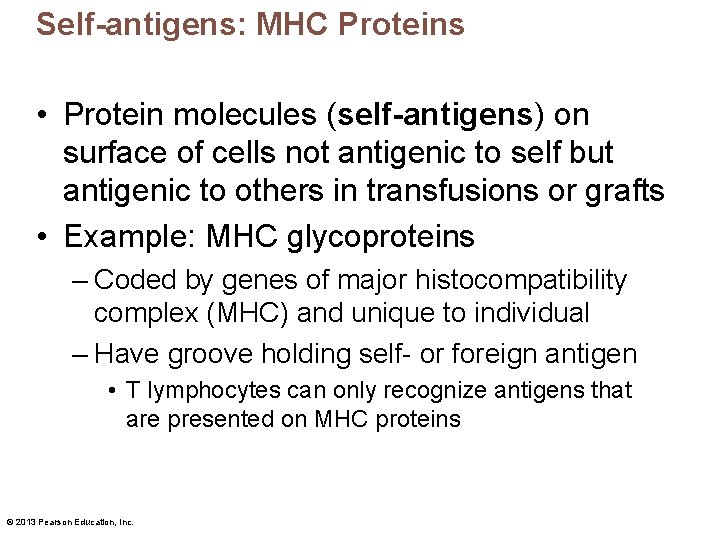 Self-antigens: MHC Proteins • Protein molecules (self-antigens) on surface of cells not antigenic to