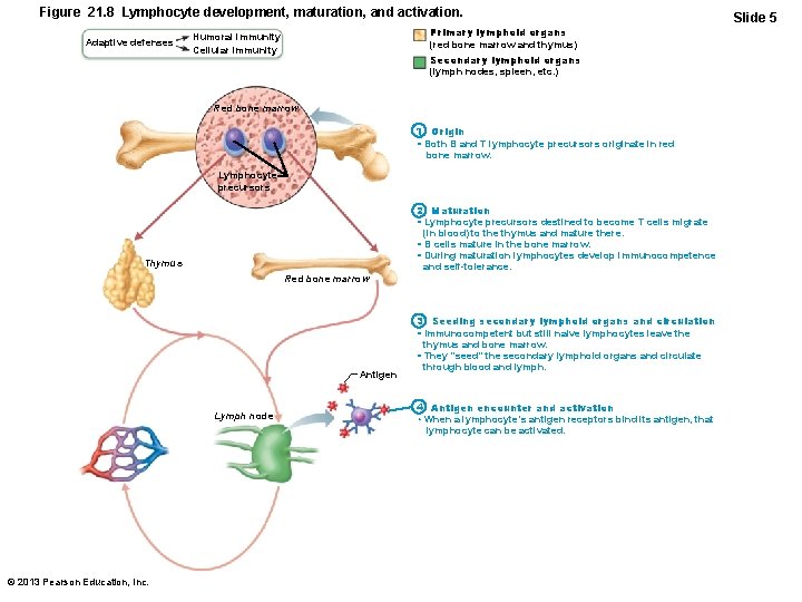 Figure 21. 8 Lymphocyte development, maturation, and activation. Adaptive defenses Primary lymphoid organs (red
