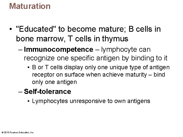 Maturation • "Educated" to become mature; B cells in bone marrow, T cells in