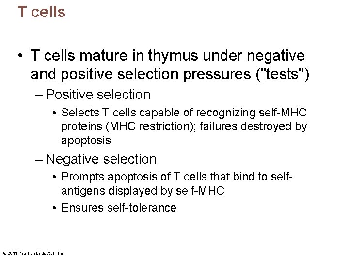 T cells • T cells mature in thymus under negative and positive selection pressures