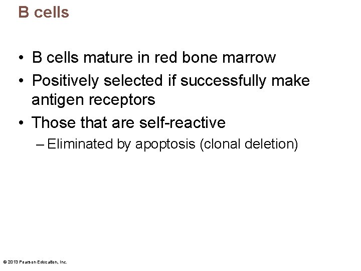 B cells • B cells mature in red bone marrow • Positively selected if