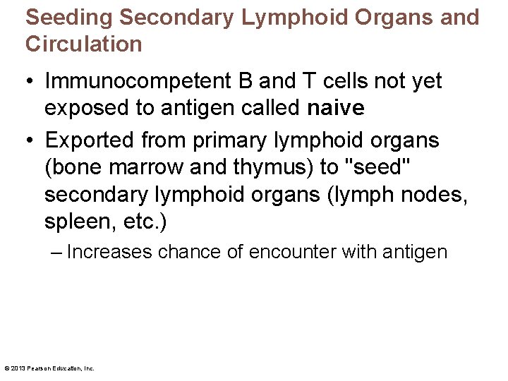 Seeding Secondary Lymphoid Organs and Circulation • Immunocompetent B and T cells not yet