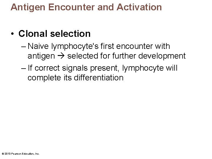 Antigen Encounter and Activation • Clonal selection – Naive lymphocyte's first encounter with antigen