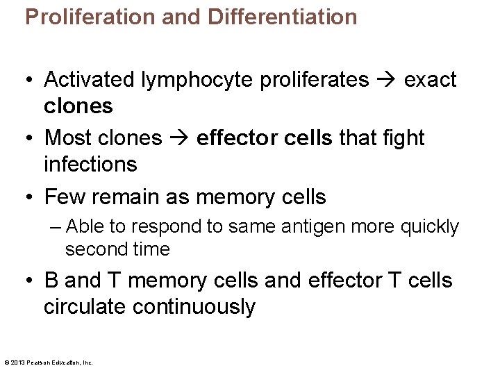 Proliferation and Differentiation • Activated lymphocyte proliferates exact clones • Most clones effector cells