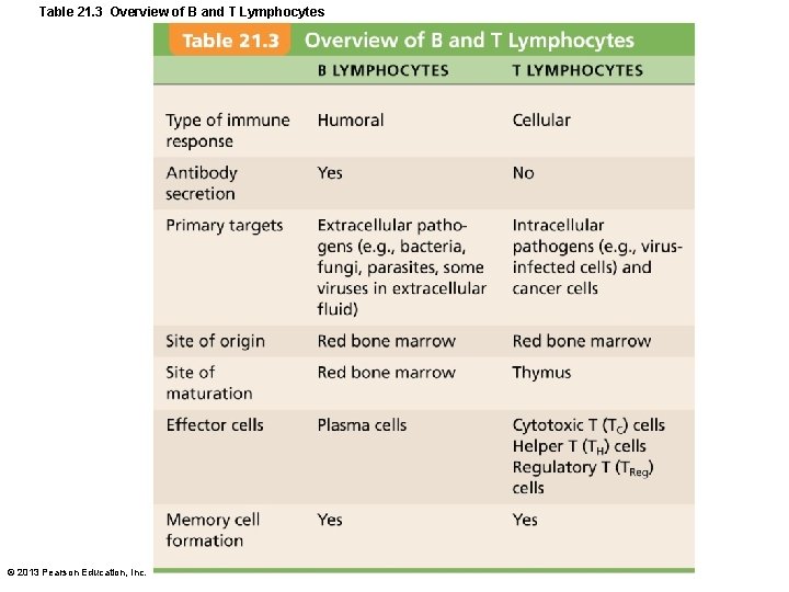 Table 21. 3 Overview of B and T Lymphocytes © 2013 Pearson Education, Inc.