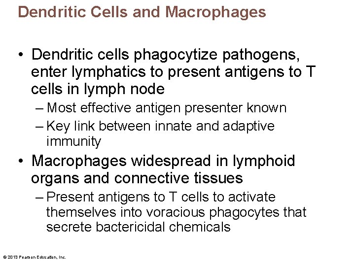 Dendritic Cells and Macrophages • Dendritic cells phagocytize pathogens, enter lymphatics to present antigens
