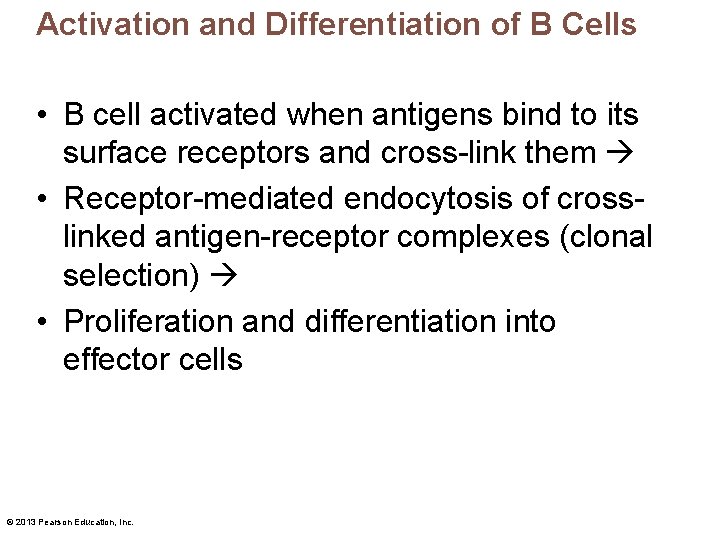 Activation and Differentiation of B Cells • B cell activated when antigens bind to