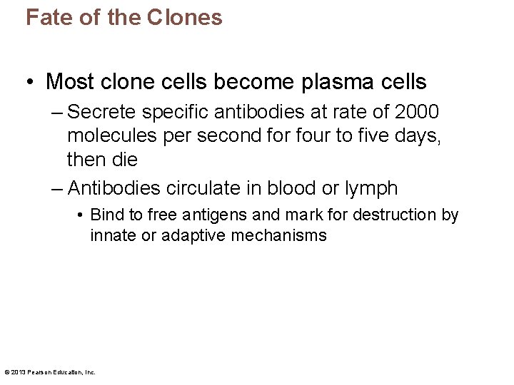 Fate of the Clones • Most clone cells become plasma cells – Secrete specific