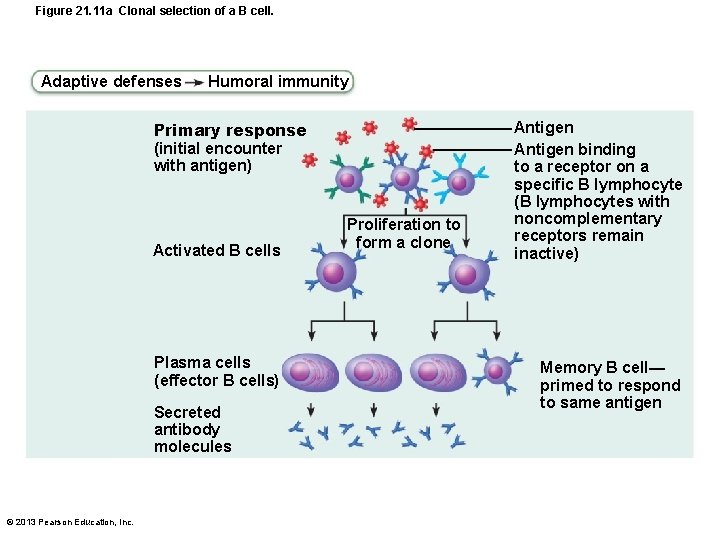 Figure 21. 11 a Clonal selection of a B cell. Adaptive defenses Humoral immunity