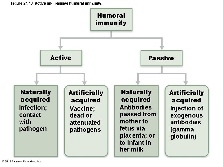 Figure 21. 13 Active and passive humoral immunity. Humoral immunity Active Naturally acquired Infection;
