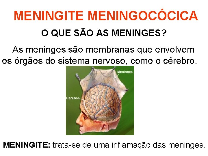 MENINGITE MENINGOCÓCICA O QUE SÃO AS MENINGES? As meninges são membranas que envolvem os